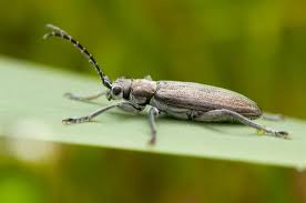 Attēlu rezultāti vaicājumam “Donacia”