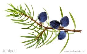 Attēlu rezultāti vaicājumam “Juniperus communis fruit”