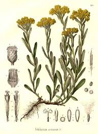 Attēlu rezultāti vaicājumam “Helichrysum arenarium leaf”