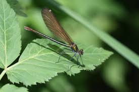 Attēlu rezultāti vaicājumam “Calopteryx virgo female”