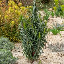 Image result for Wolfsmilch