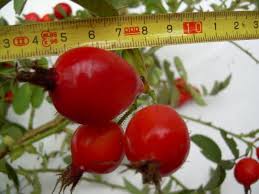 Attēlu rezultāti vaicājumam “Rosa villosa fruit”