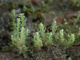 Attēlu rezultāti vaicājumam “Lophozia ascendens”