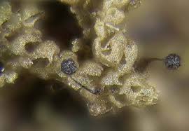 Attēlu rezultāti vaicājumam “Symphytocarpus flaccidus stalked”