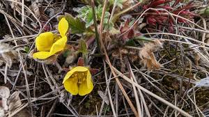 Attēlu rezultāti vaicājumam “Saxifraga hirculus flower”