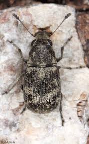 Attēlu rezultāti vaicājumam “Anthribidae”