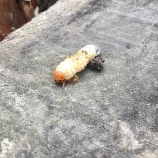 Attēlu rezultāti vaicājumam “Collaria arcyrionema young”