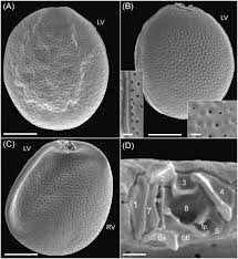 Attēlu rezultāti vaicājumam “Diderma cinereum macro”