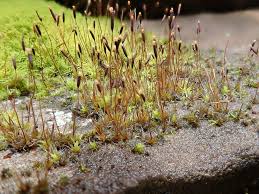 Attēlu rezultāti vaicājumam “Tortula subulata sporophyte”