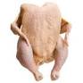 fattest bird