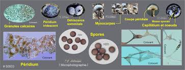 Attēlu rezultāti vaicājumam “Physarum notabile”