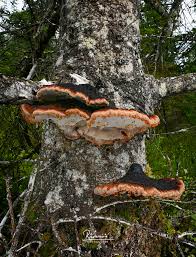 Attēlu rezultāti vaicājumam “Ischnoderma benzoinum”
