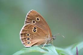 Attēlu rezultāti vaicājumam “Aphantopus hyperantus upperside”