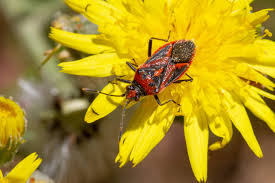 Attēlu rezultāti vaicājumam “Corizus hyoscyami”