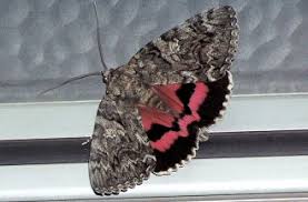 Attēlu rezultāti vaicājumam “Catocala sponsa”