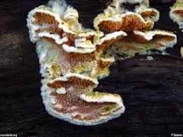 Attēlu rezultāti vaicājumam “Leucogyrophana mollusca”