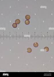 Attēlu rezultāti vaicājumam “Stemonitis virginiensis”