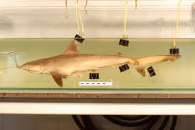 Image result for Rhizoprionodon terraenovae