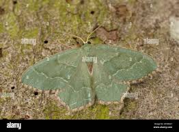 Attēlu rezultāti vaicājumam “Hemithea aestivaria”