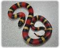 Reptile Amphibian - Pueblan Milk Snake