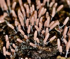 Attēlu rezultāti vaicājumam “Stemonitopsis typhina stalked”