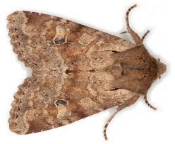 Attēlu rezultāti vaicājumam “Apamea sordens”