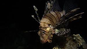 Image result for Pterois miles