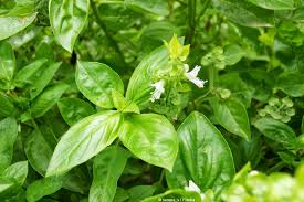 Image result for Basilikum