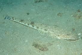 Image result for Platycephalus speculator