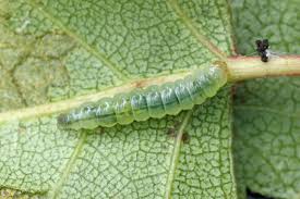 Attēlu rezultāti vaicājumam “Proutia betulina larva”