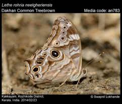 Attēlu rezultāti vaicājumam “Leiocolea rutheana”