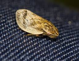 Attēlu rezultāti vaicājumam “Lepyronia coleoptrata”