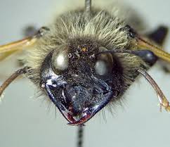 Attēlu rezultāti vaicājumam “Trichiosoma larva”