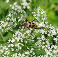 Attēlu rezultāti vaicājumam “Pachyta quadrimaculata”