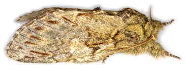 Attēlu rezultāti vaicājumam “Peridea anceps”