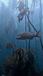 Image result for Petrus rupestris