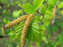 Attēlu rezultāti vaicājumam “Betula pendula flower”