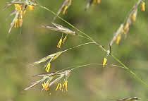 Attēlu rezultāti vaicājumam “Bromopsis benekenii”