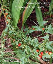 Attēlu rezultāti vaicājumam “Chenopodium foliosum fruit”