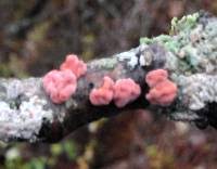 Attēlu rezultāti vaicājumam “Peniophora rufa”