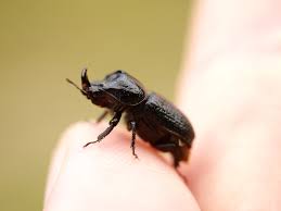 Attēlu rezultāti vaicājumam “Sinodendron cylindricum male”