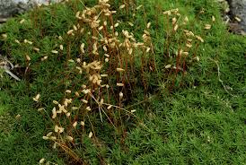 Attēlu rezultāti vaicājumam “Polytrichastrum formosum sporophyte”