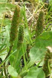 Attēlu rezultāti vaicājumam “Plantago major flower”