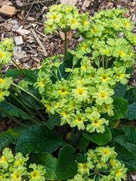Attēlu rezultāti vaicājumam “Primula x margotae”