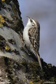 Attēlu rezultāti vaicājumam “Certhia familiaris”