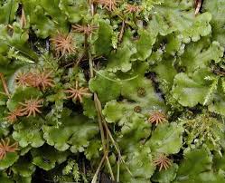 Attēlu rezultāti vaicājumam “Marchantiopsida”