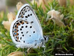Attēlu rezultāti vaicājumam “Plebejus argus”