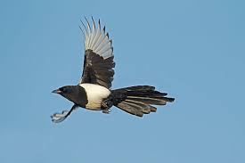 Attēlu rezultāti vaicājumam “Pica pica adult”