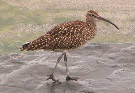 Attēlu rezultāti vaicājumam “Numenius phaeopus adult”