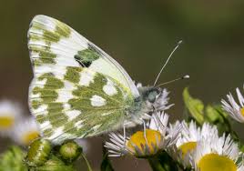 Attēlu rezultāti vaicājumam “Pontia edusa”